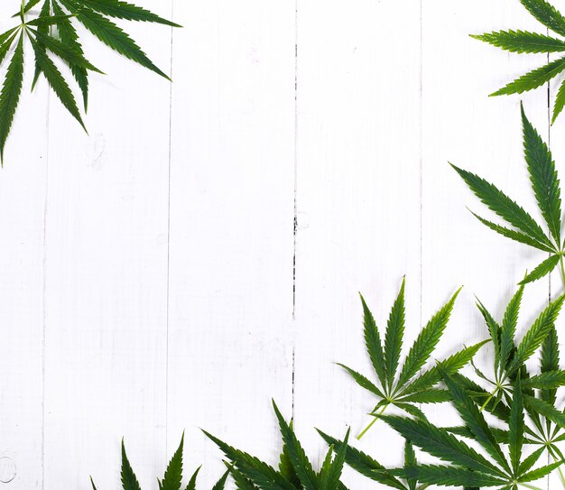 Cannabis Leaf Plant Background