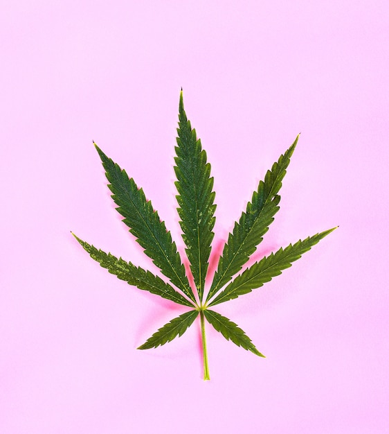 Cannabis leaf plant