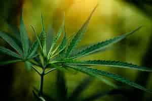 Бесплатное фото Конопля марихуана лист крупным планом