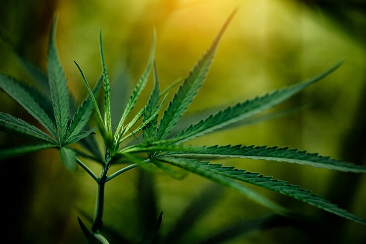Free Photo cannabis marijuana leaf closeup