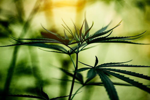 Cannabis marijuana leaf closeup