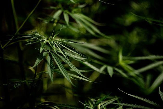 Cannabis marijuana leaf closeup