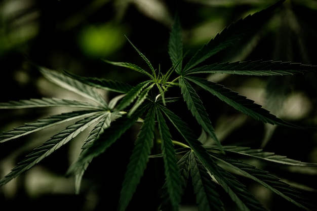 Primo piano della foglia della marijuana della cannabis