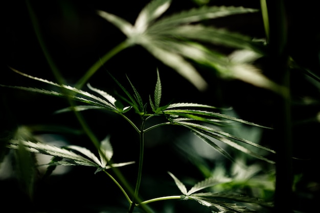 Cannabis marijuana leaf closeup