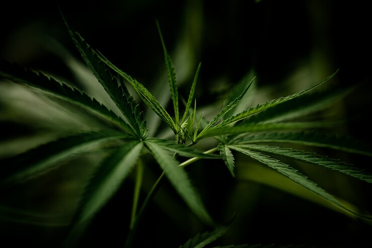 Free Photo cannabis marijuana leaf closeup