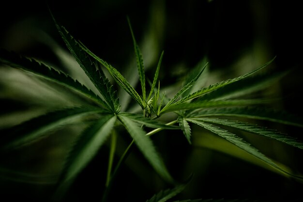 Cannabis marijuana leaf closeup