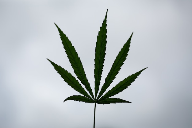 Cannabis marijuana leaf closeup