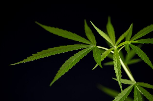 Cannabis marijuana leaf closeup