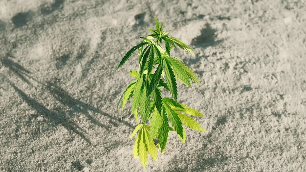 фото травы марихуаны