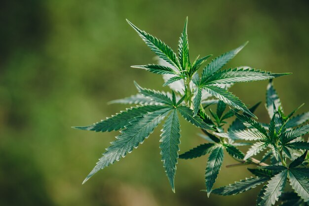 Cannabis plant