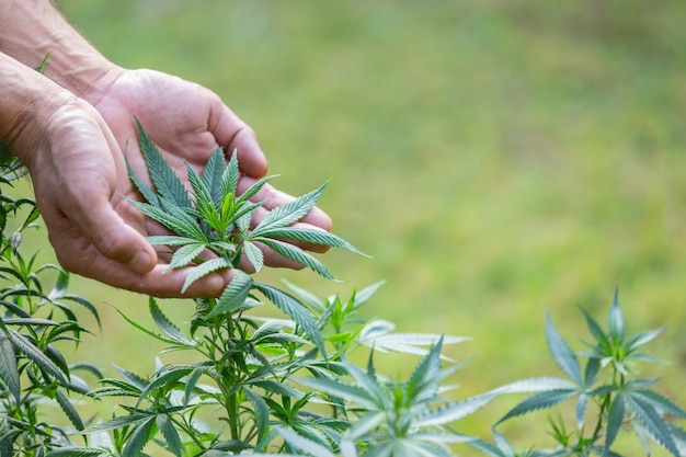 Free photo cannabis plant