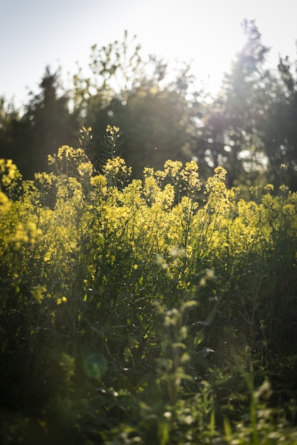 背景がぼやけて日光の下で緑に囲まれた菜の花畑