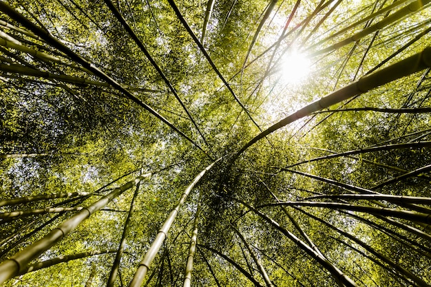 背の高い竹の木の林