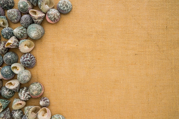 Canvas surface with seashells