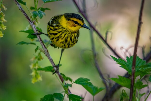 無料写真 ホオアカアメリカムシクイ（setophaga tigrina）