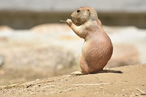 Captivating view of a black tailed prairie dog