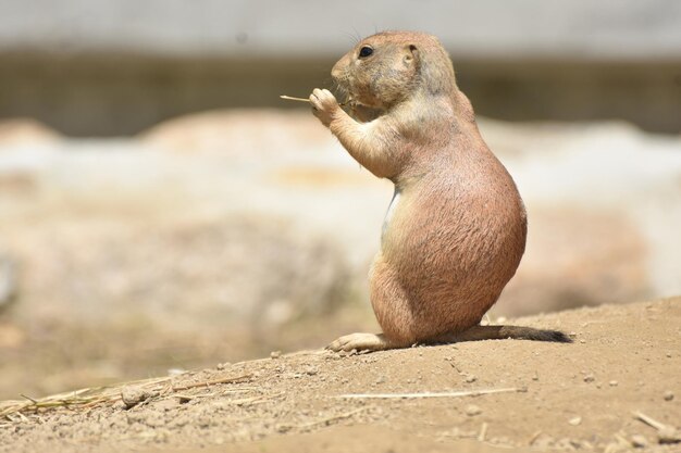 Captivating View of a Black Tailed Prairie Dog