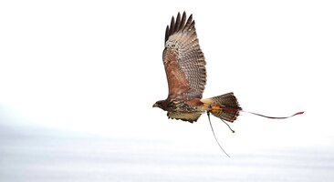 Free photo a captive harris hawk, used in falconry, with wings spread during flight.