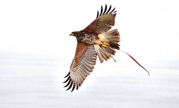 A captive harris hawk, used in falconry, with wings spread during flight.
