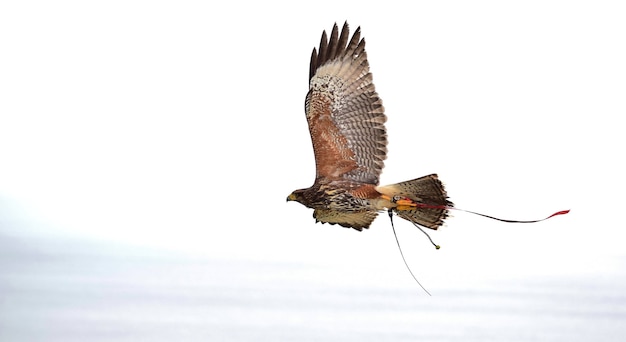 Пленный харрис, используемый в соколиной охоте, с расправленными крыльями во время полета.
