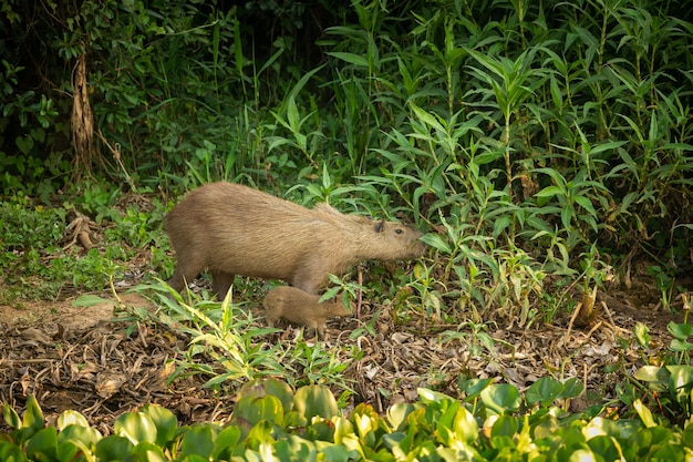 北パンタナールの自然生息地にあるカピバラ最大のロンデント野生アメリカ南アメリカの野生生物自然の美しさ