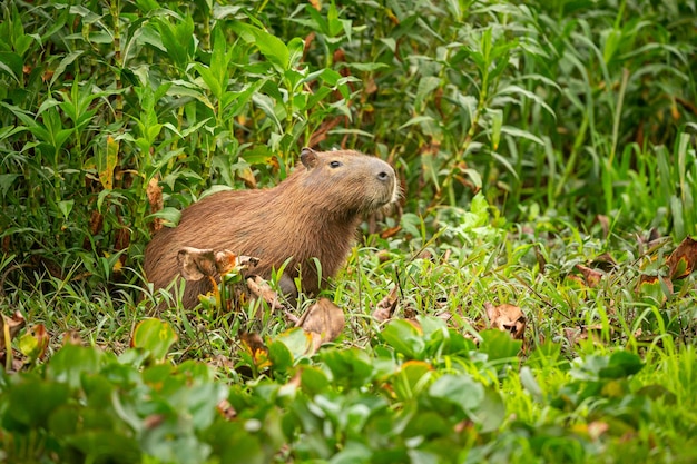 Free photo capybara in the nature habitat of northern pantanal biggest rondent wild america south american wildlife beauty of nature