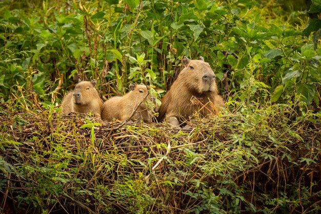 北パンタナールの自然生息地にあるカピバラ最大のロンデント野生アメリカ南アメリカの野生生物自然の美しさ