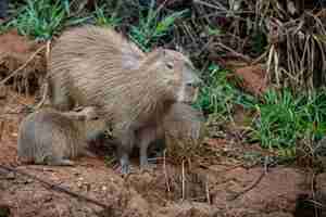 Foto gratuita capibara nell'habitat naturale del pantanal settentrionale