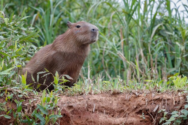 北パンタナールの自然生息地のカピバラ