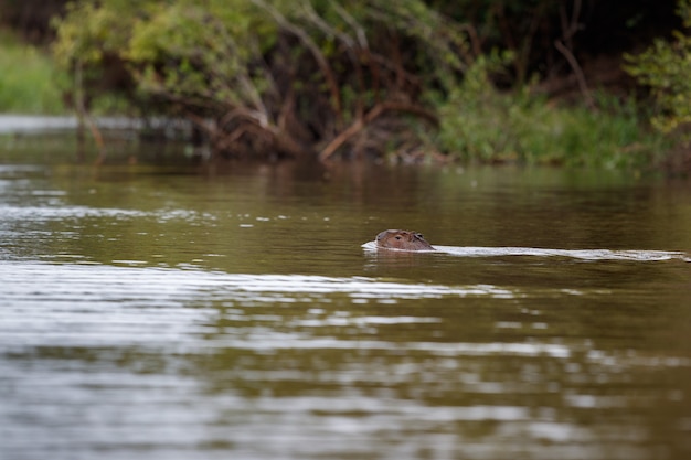 Capibara nell'habitat naturale del pantanal settentrionale