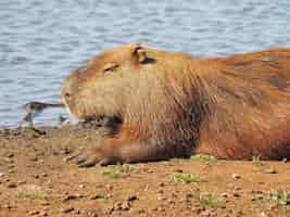 Free photo capybara sitting at a lake at daytime