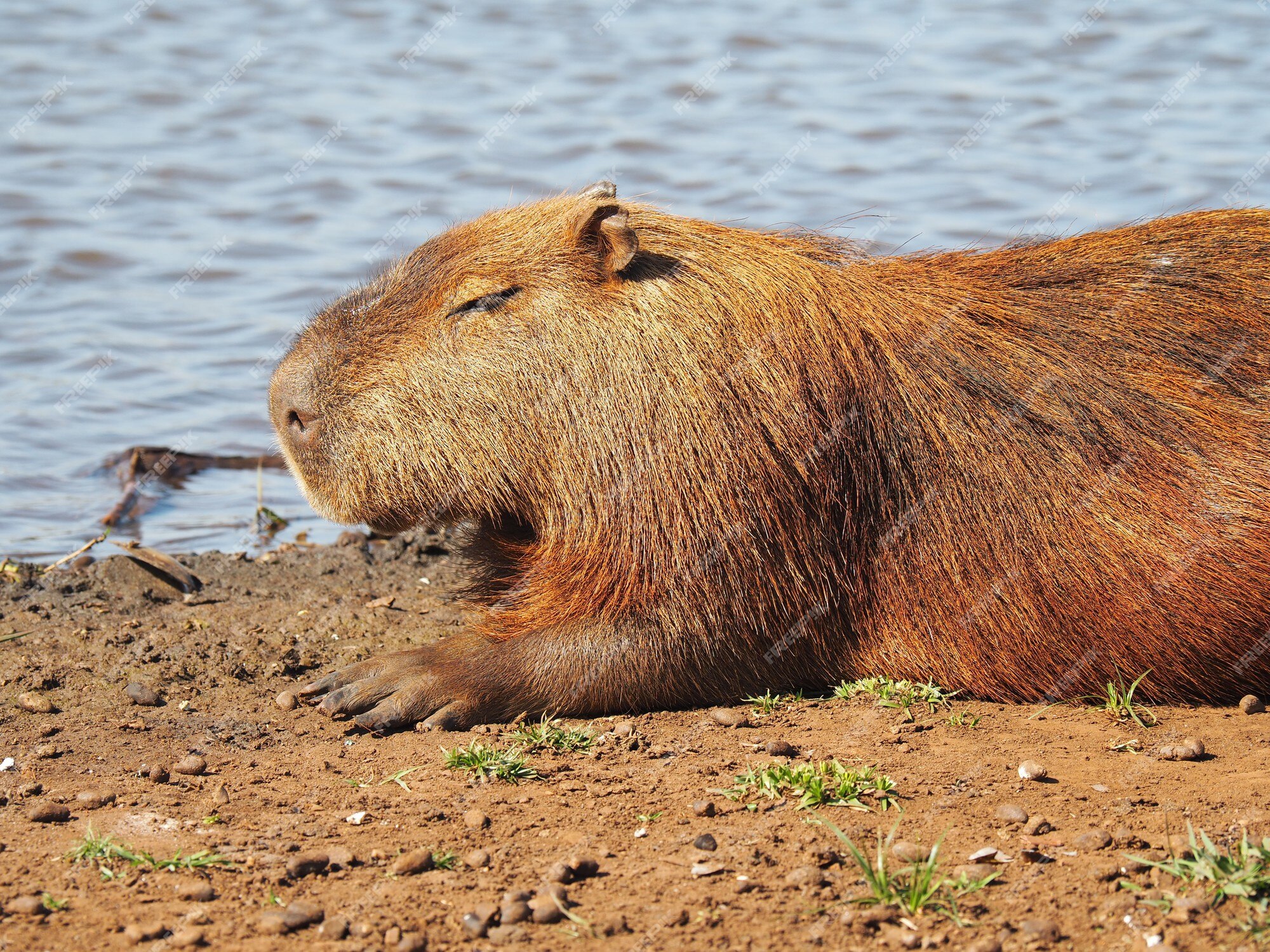 Capybara png images