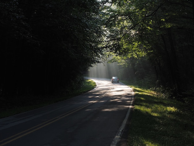 日光の下で木々に囲まれた森の中の道路を走る車