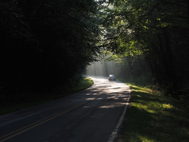 햇빛 아래 나무로 둘러싸인 숲의 길을 운전하는 자동차