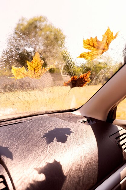 Car window with autumn leaves