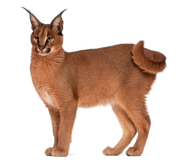 Premium Photo | Caracal, caracal caracal, 6 months old,