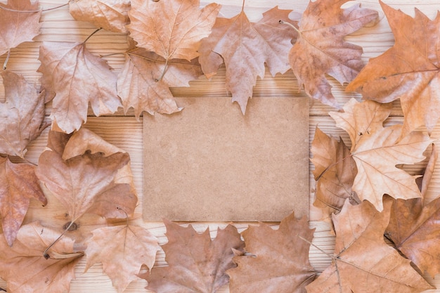 Cardboard between dry leaves