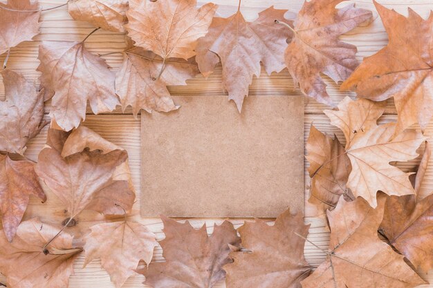 Cardboard between dry leaves