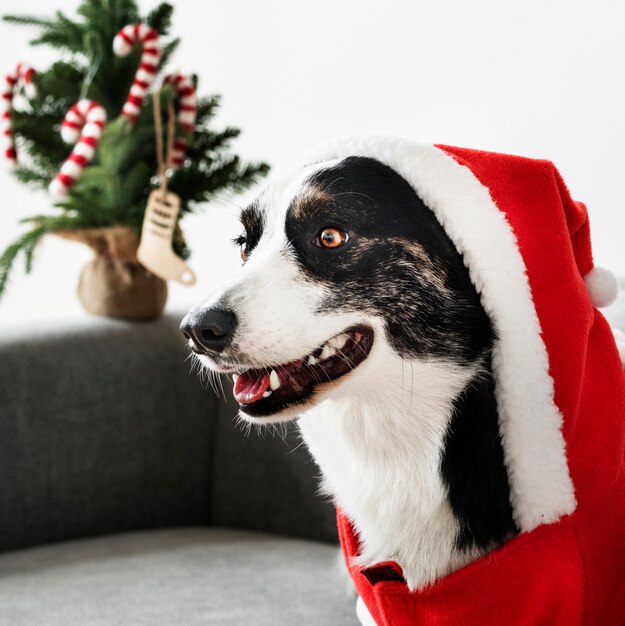 Cardigan Welsh Corgi wearing a Christmas costume