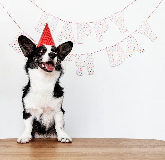 Cardigan Welsh Corgi wearing a red party cap