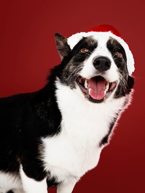 Cardigan Welsh Corgi with a Christmas hat