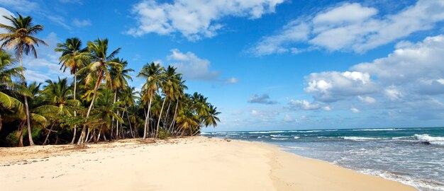 Caribbean beach with palm trees and blue sky