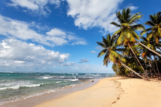 Caribbean beach with palm trees and blue sky