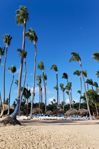 Карибский пляж с пальмами и голубым небом