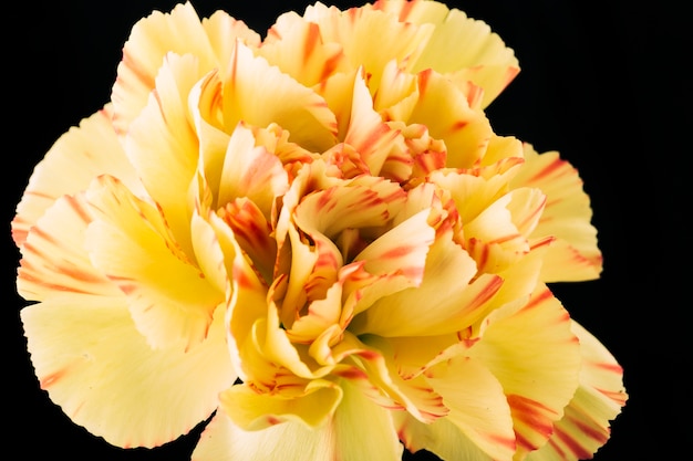 Free photo carnations flower on dark backdrop