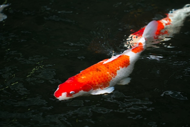 池の鯉の泳ぎ