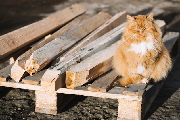 Free photo carpentry concept with cat