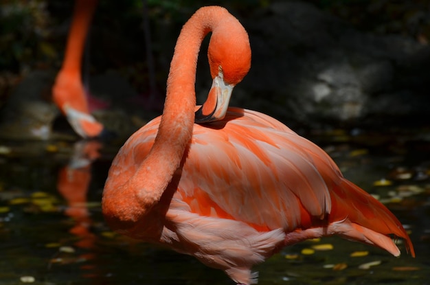 Карибский фламинго чистит перья клювом.