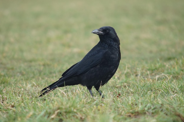 A carrion crow on a meadow in Frankfurt