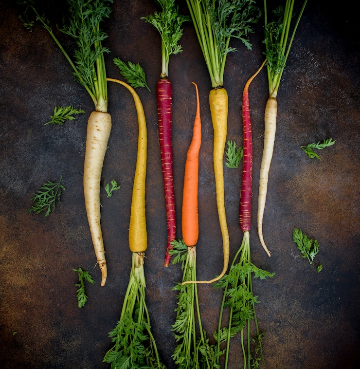 Free Photo carrots of different colors with roots